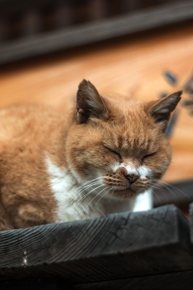 Дремлющий рыжий  кот на деревянном пороге 