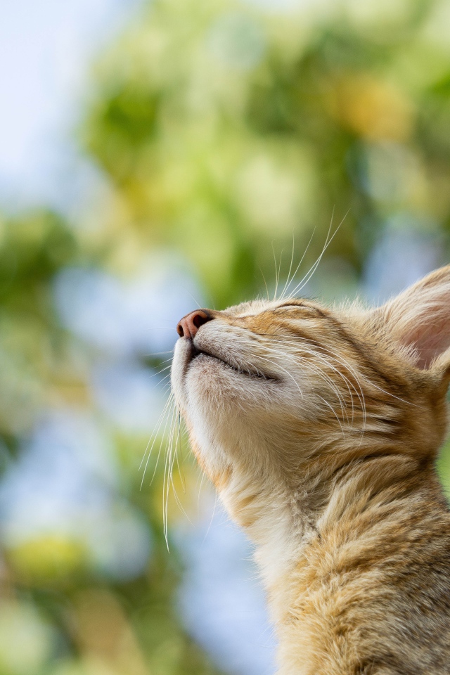 Мечтательный серый кот с закрытыми глазами