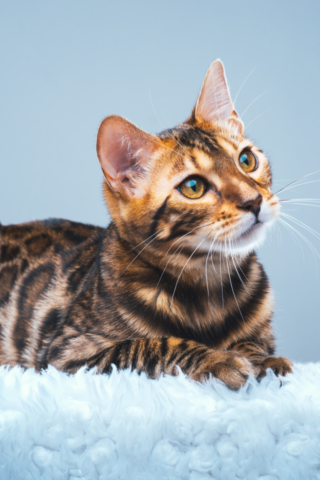 Дорогая бенгальская кошка на голубом фоне