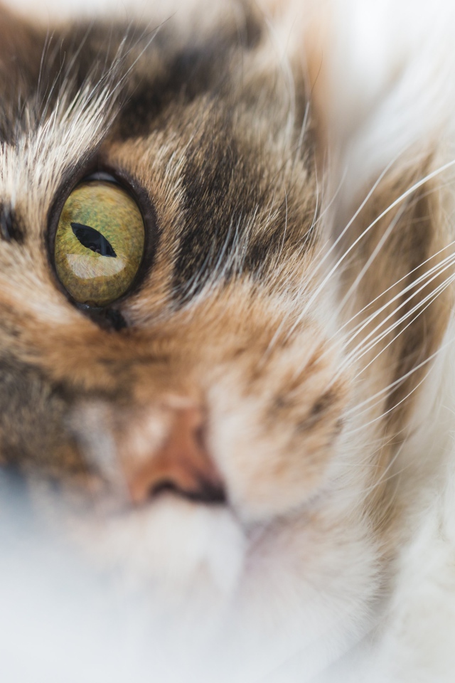 Морда зеленоглазой домашней кошки