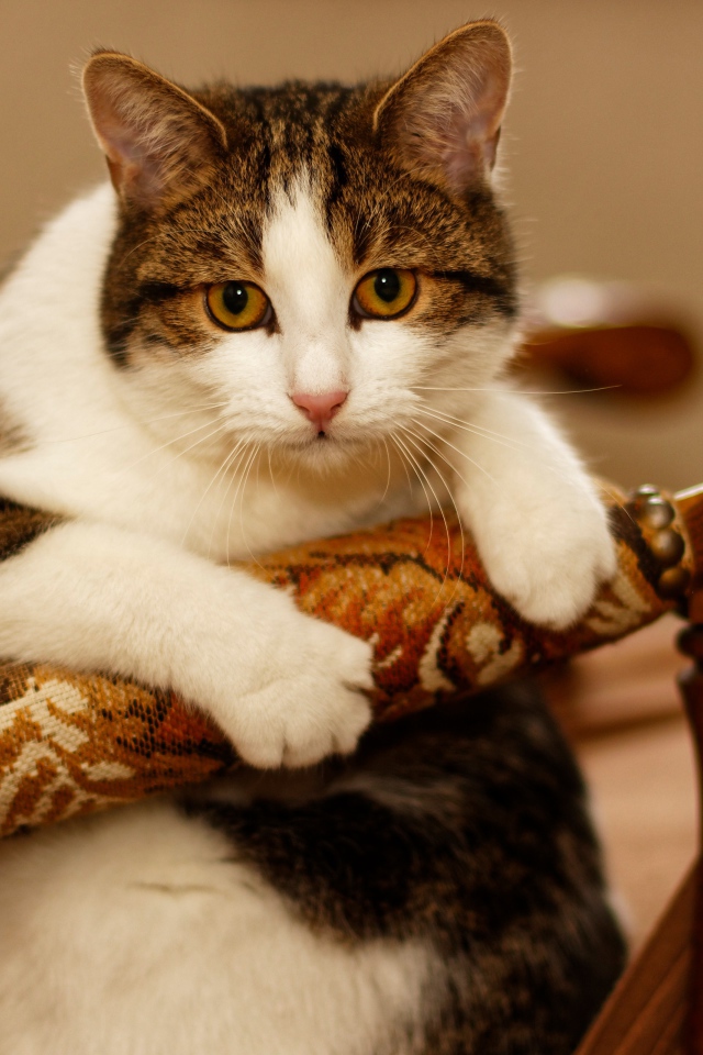 Толстый кот сидит в кресле 