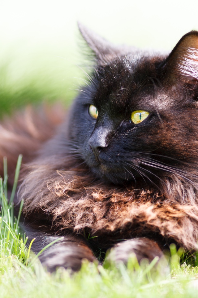 Пушистый черный кот лежит на зеленой траве