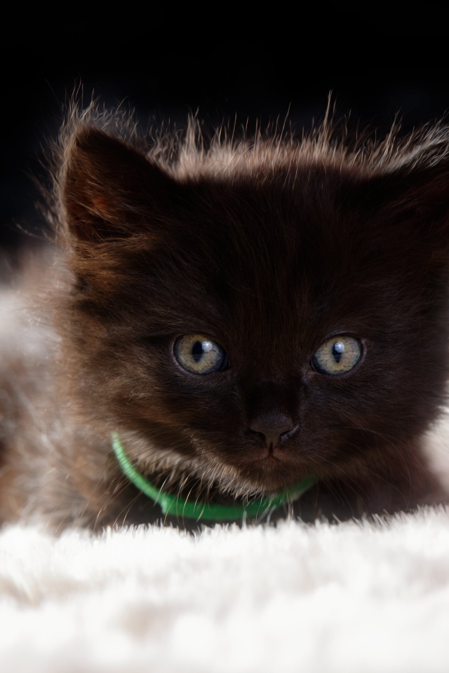 Пушистый черный котенок лежит на кровати 