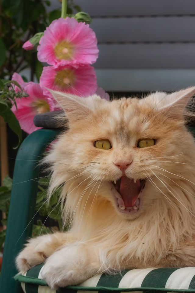 Пушистый рыжий кот зевает в кресле