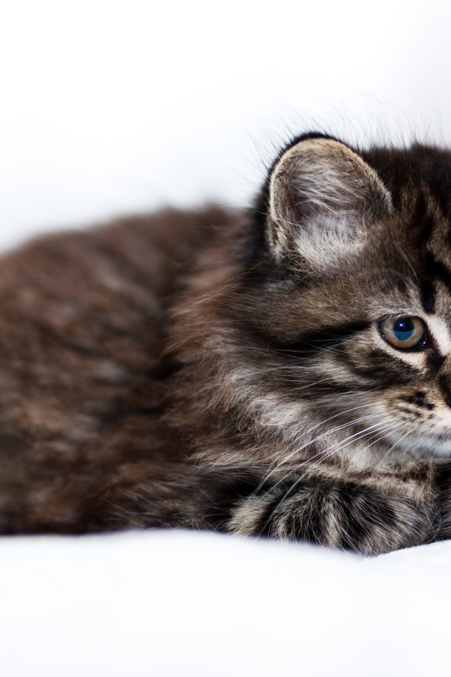 Пушистый серый котенок мейн куна на белом фоне