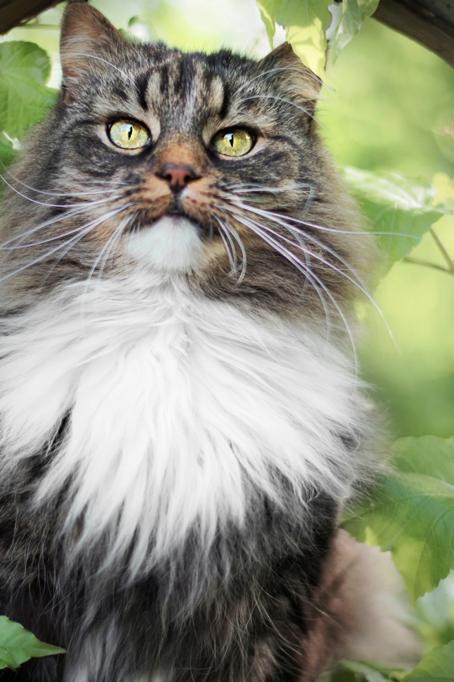 Пушистый серый с белым кот в зарослях винограда 