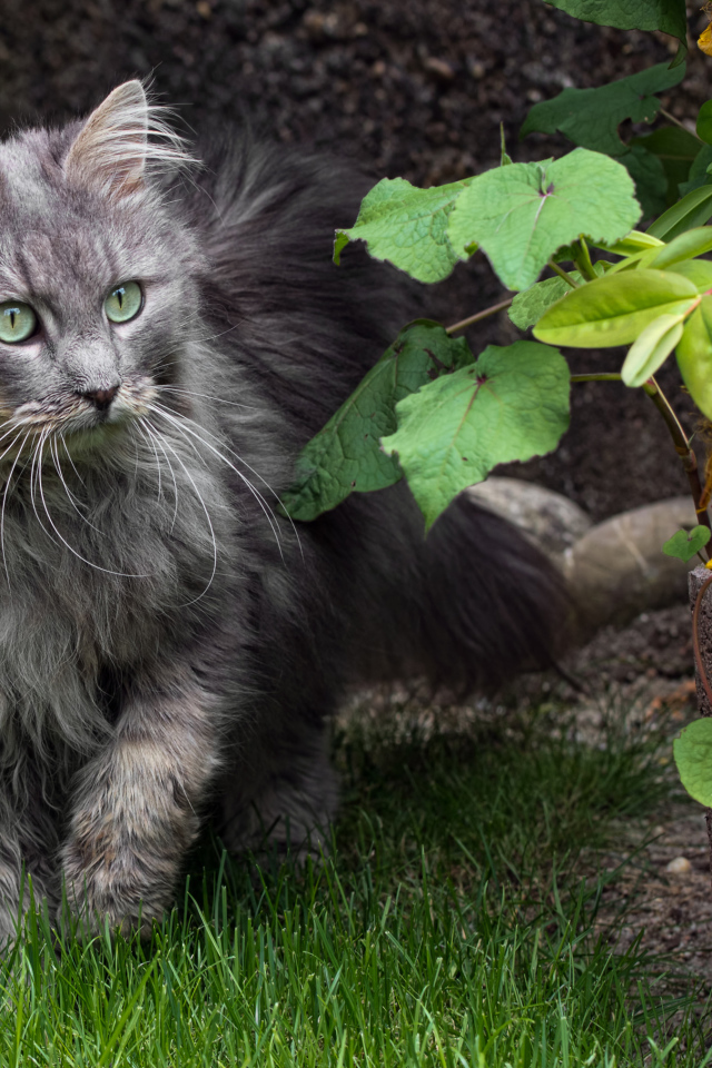 Пушистый серый кот идет по зеленой траве 