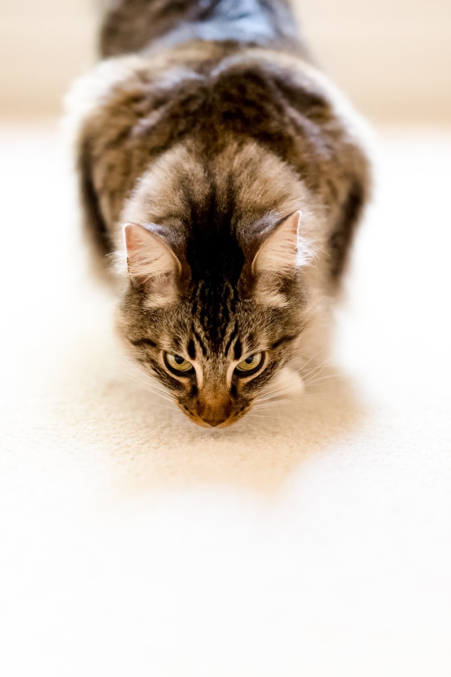 Пушистый серый кот на белом ковре 