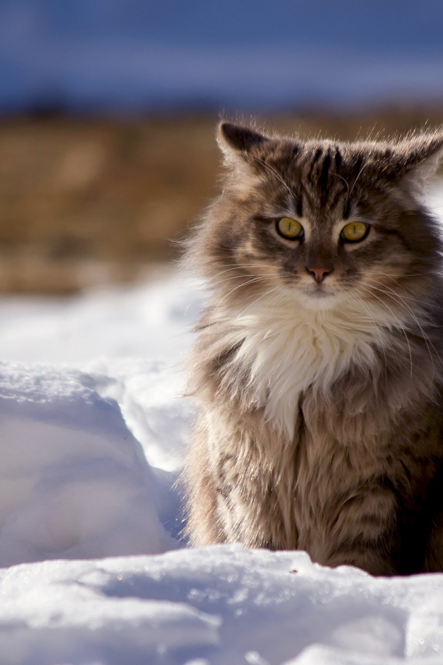 Пушистый серый кот сидит на снегу зимой