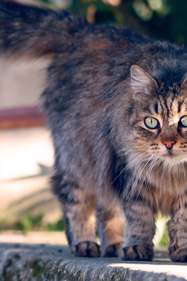 Пушистая серая кошка с зелеными глазами гуляет на улице