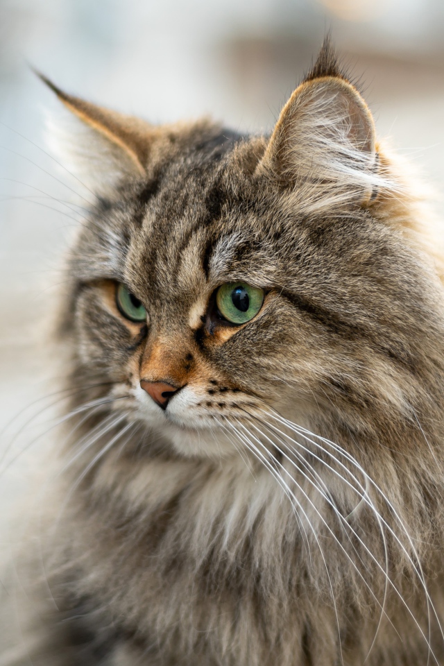 Пушистый серый кот с кисточками на ушах 