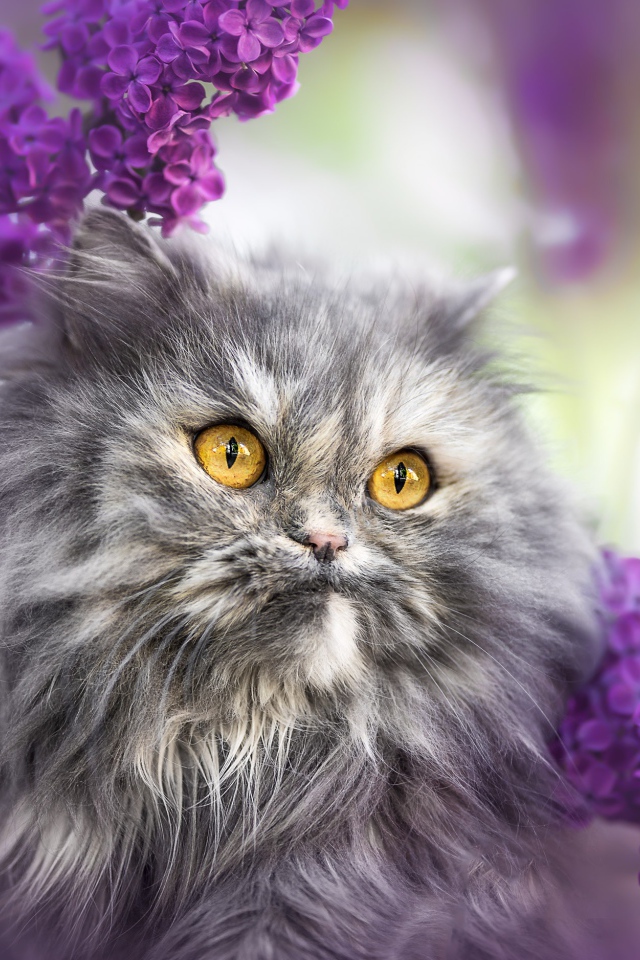 Пушистый серый кот с желтыми глазами в цветах сирени 