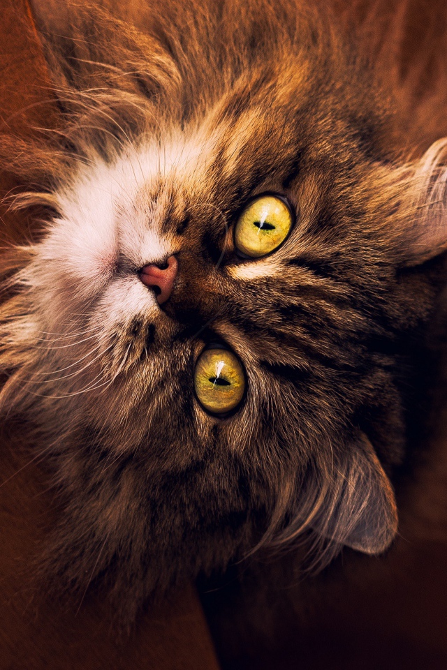 Пушистый серый кот с желтыми глазами смотрит вверх