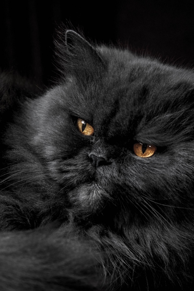 Пушистый породистый черный кот с желтыми глазами