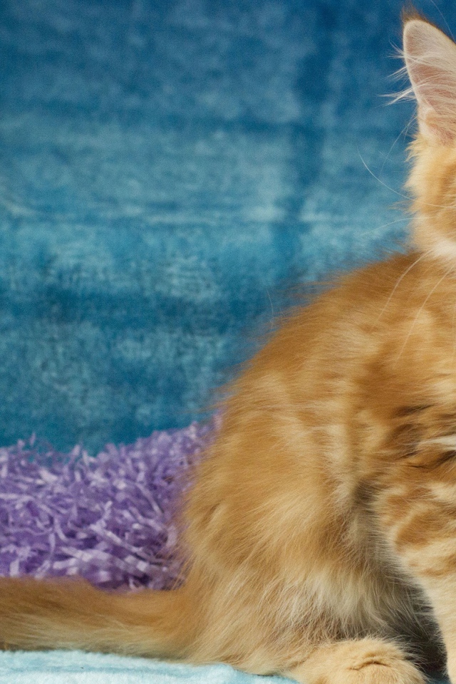 Пушистый рыжий котенок мейн кун на голубом фоне