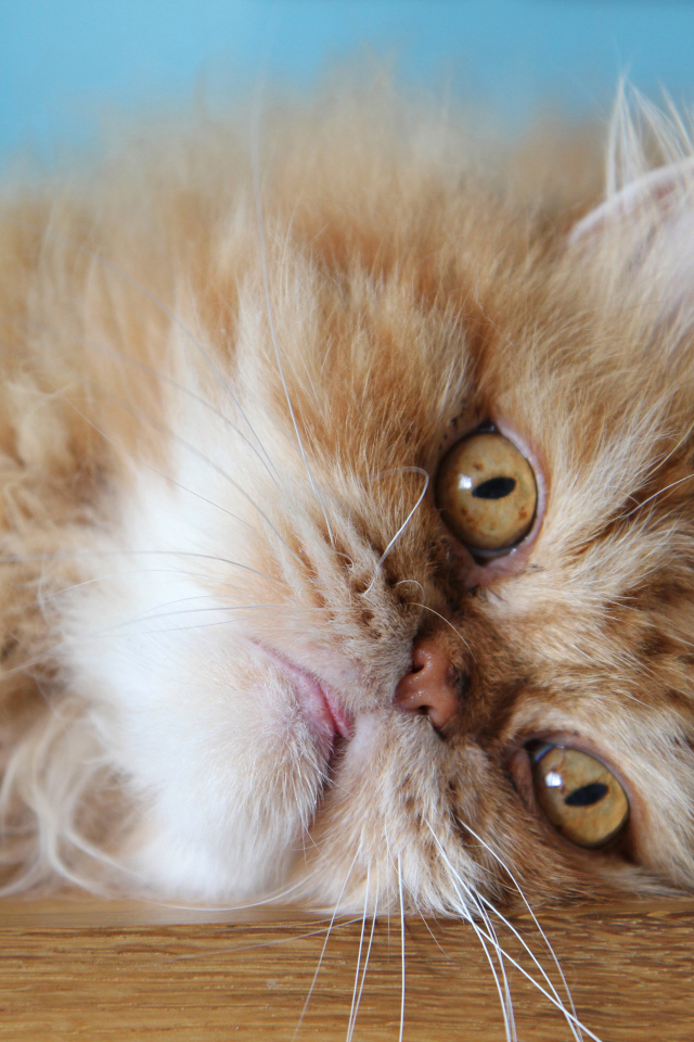 Пушистый рыжий персидский кот лежит на полу