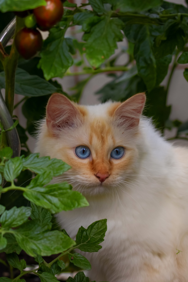 Пушистый породистый голубоглазый кот сидит в помидорах