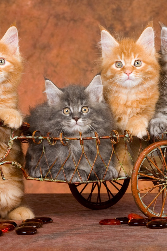 Забавные котята породы мейн кун в игрушечном велосипеде 