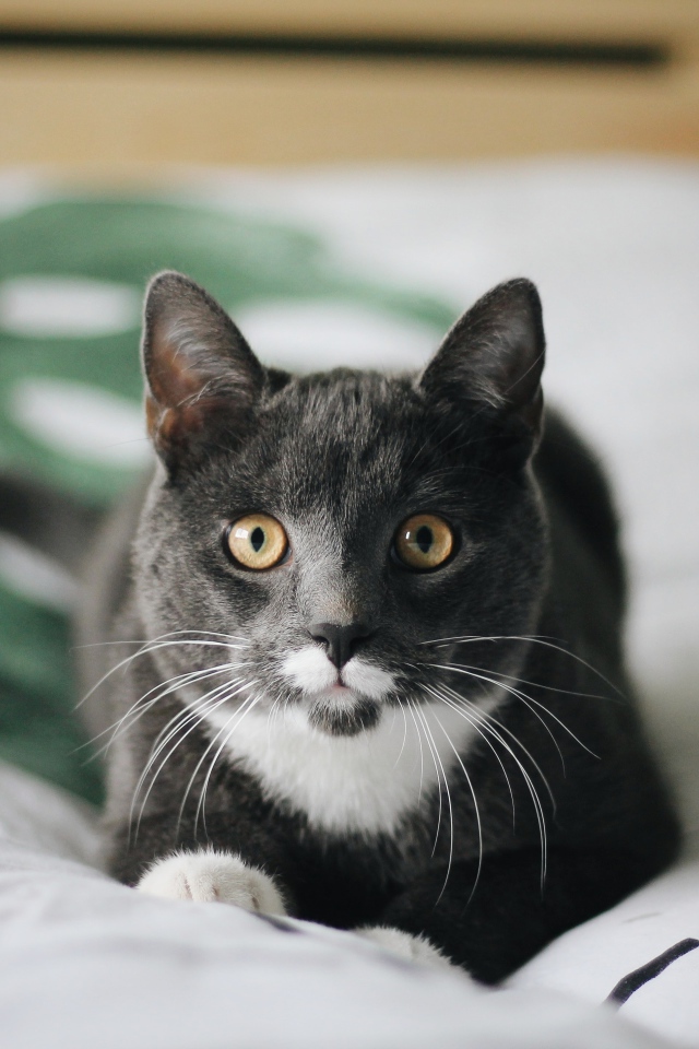 Забавный пепельный кот лежит на кровати 