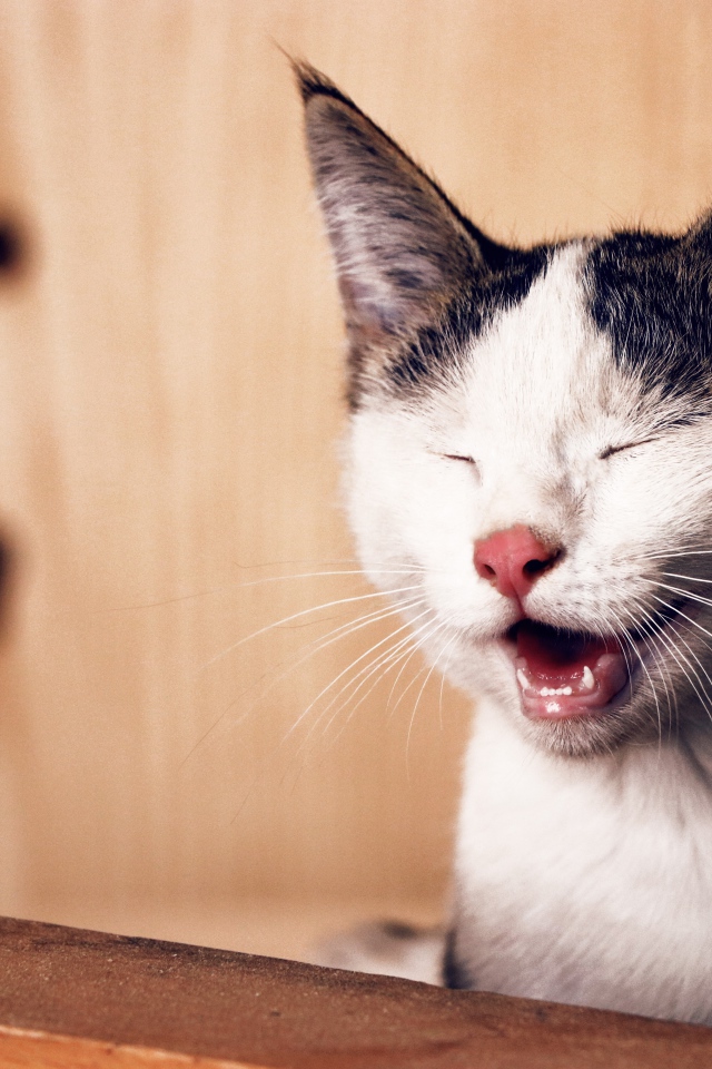 Забавный черно белый кот улыбается 