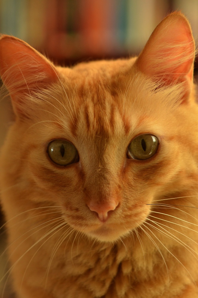 Забавная морда рыжего кота крупным планом 