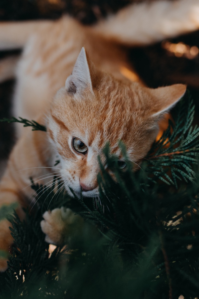 Забавный рыжий кот с зеленых ветках