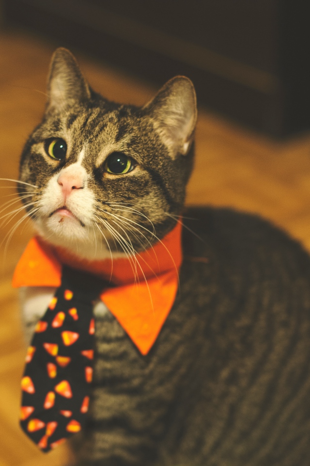 Смешной серый кот в галстуке