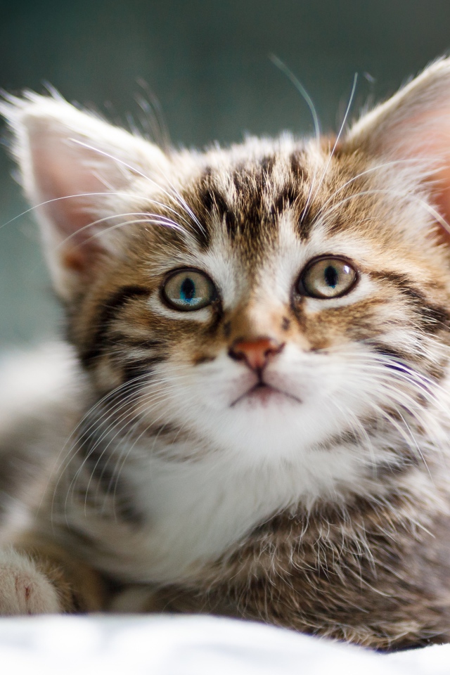 Забавный серый котенок лежит на кровати 