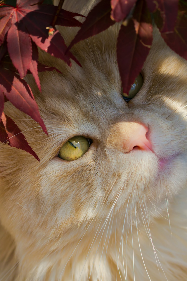 Рыжий кот с желтыми глазами в красных листьях 