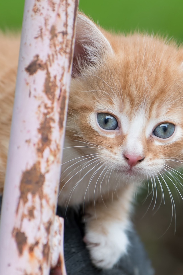 Рыжик котенок сидит на колесе