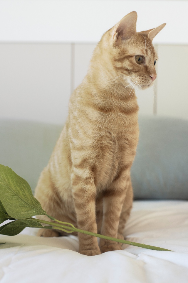 Рыжий котенок с цветком на кровати 