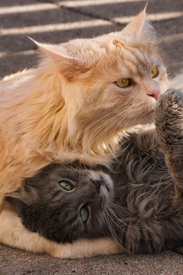 Серый и рыжий пушистые коты лежат на земле