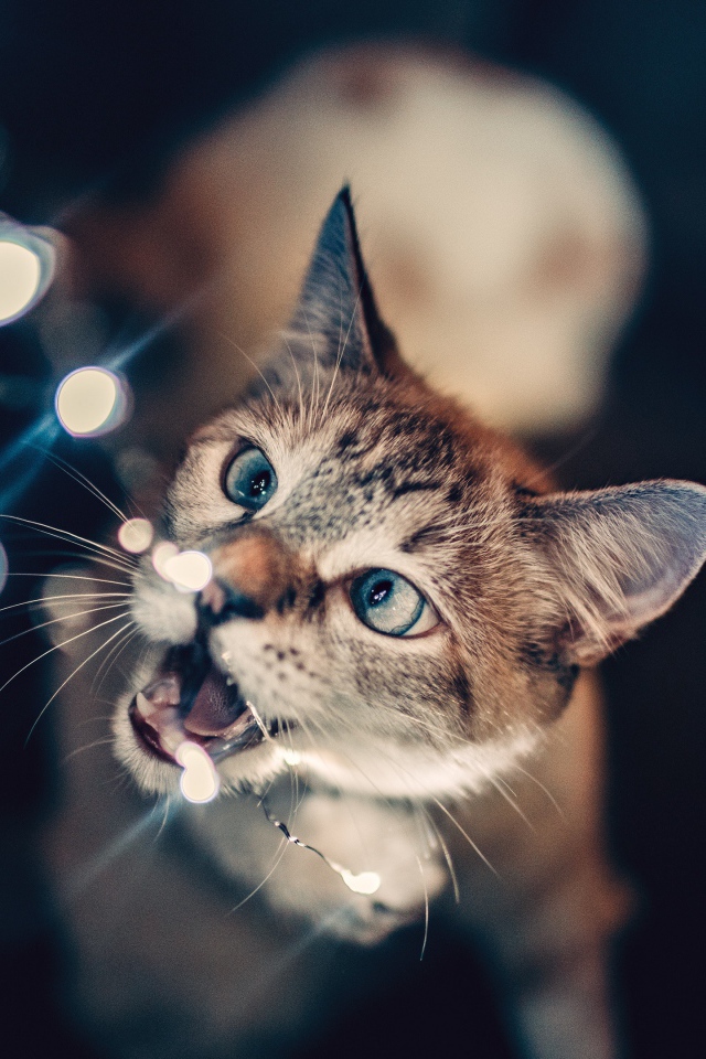 Серый кот кусает гирлянду 