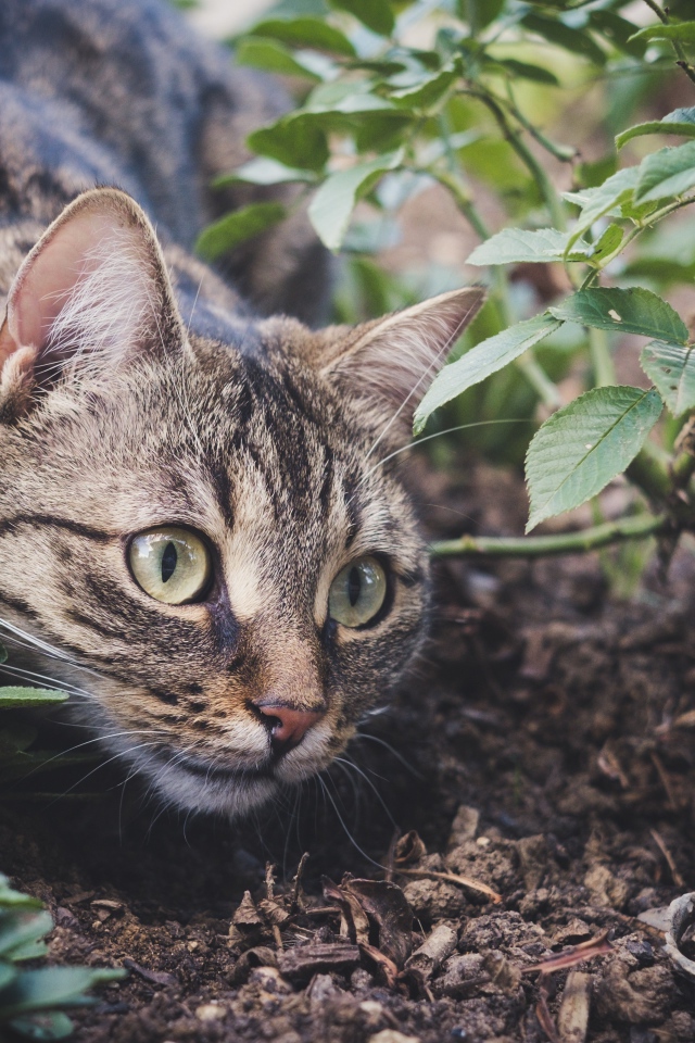 Серый кот прячется у куста с розами