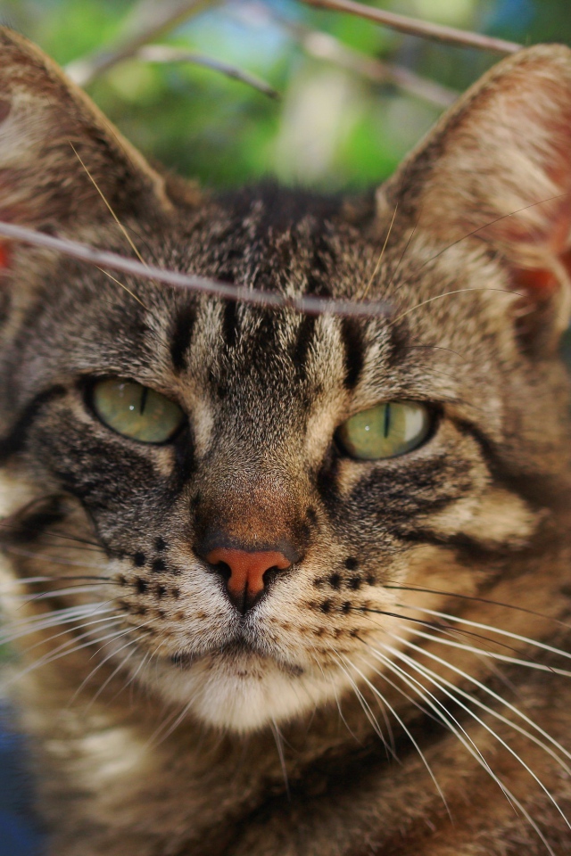 Серый кот в ветках крупным планом