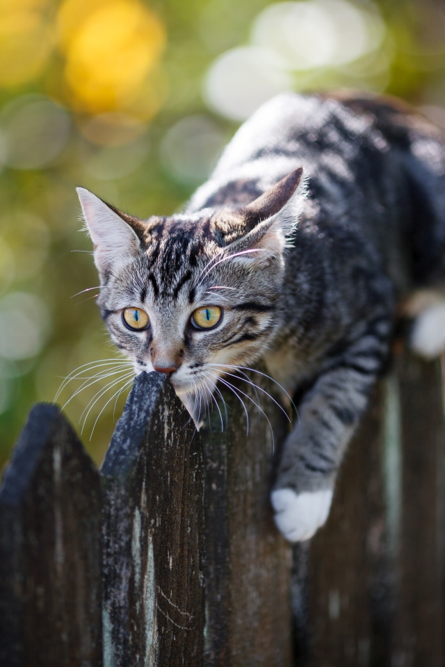 Серый кот лежит на деревянном заборе 