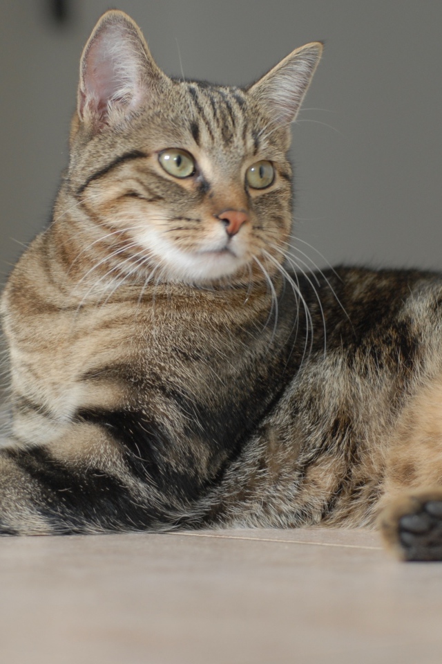 Серый кот лежит на полу 