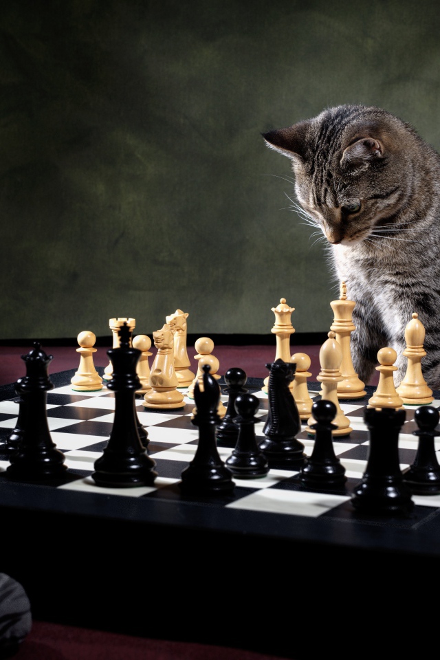 Серый кот играет в шахматы 