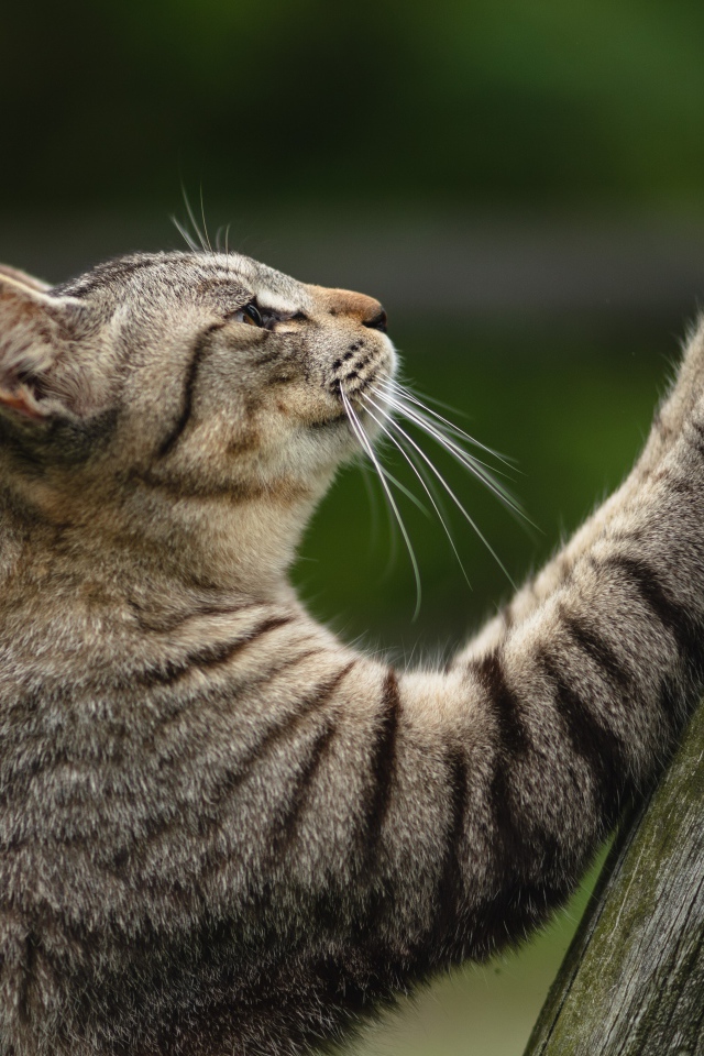 Серый кот точит когти об дерево 