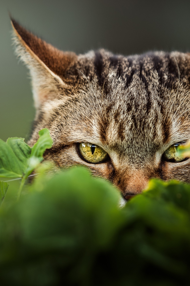 Gray cat with green eyes is hiding in the grass.