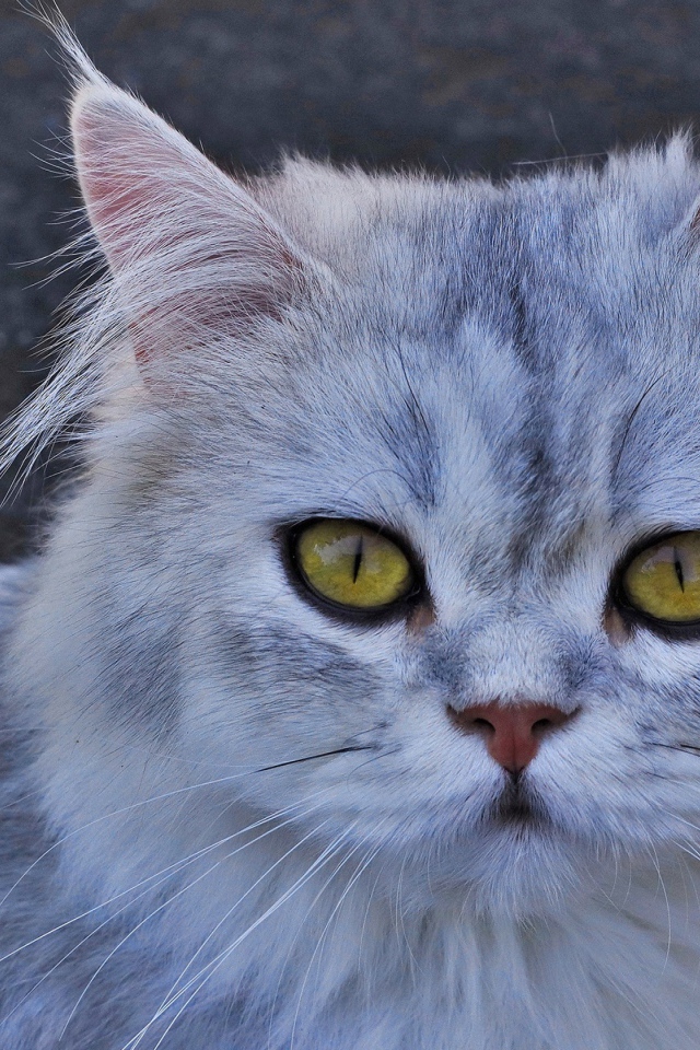 Серая кошка с желтыми глазами 