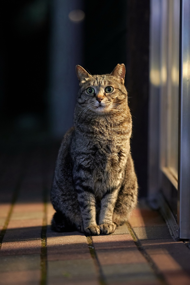 Gray domestic cat is sitting at the door