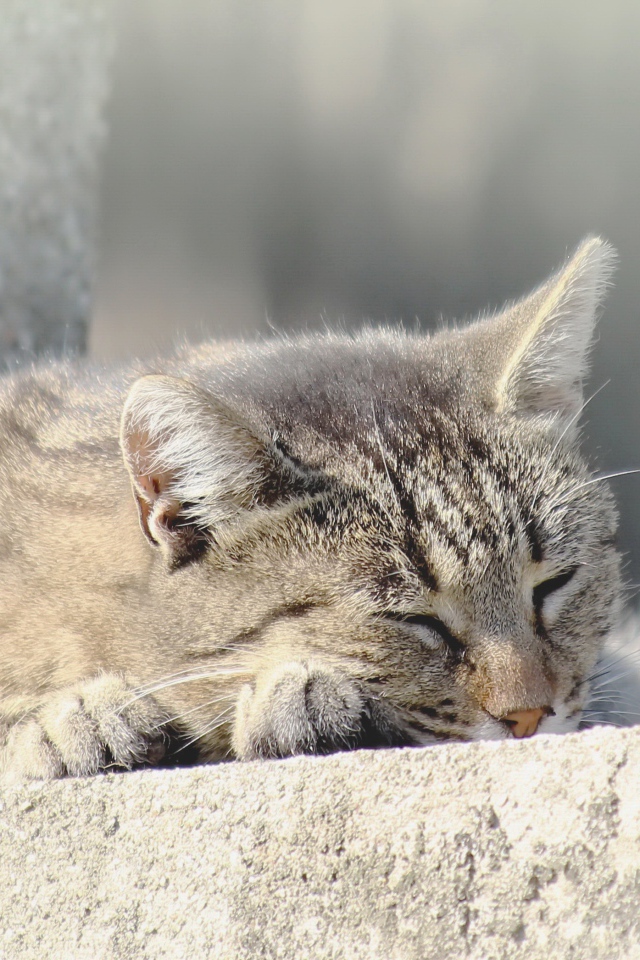 Серый домашний кот спит на улице