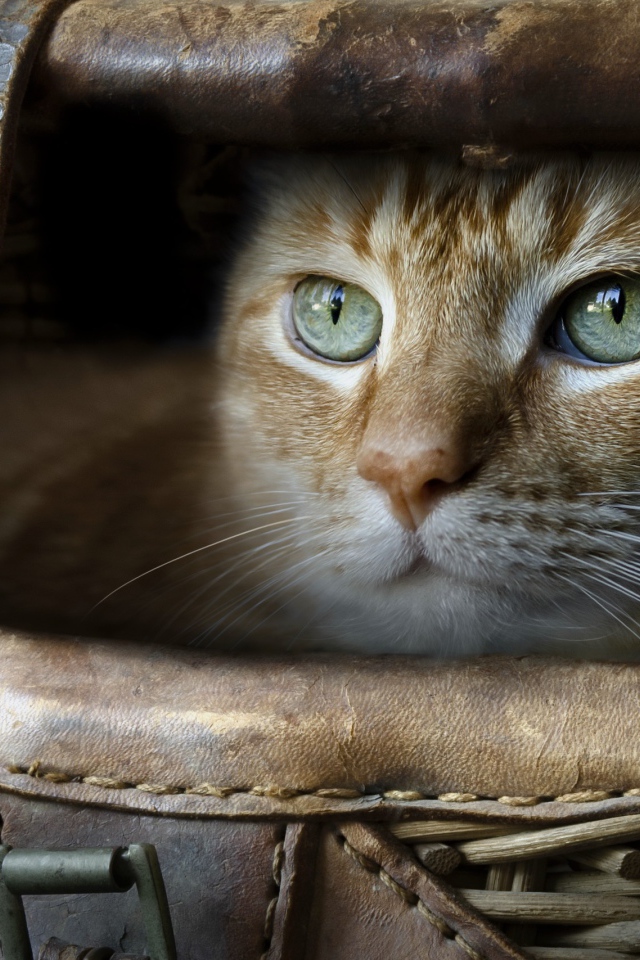 Зеленоглазый рыжий кот в корзине