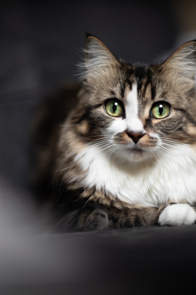 Зеленоглазый серый кот лежит на сером покрывале 