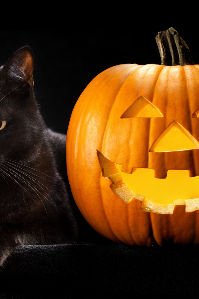 Черный кот с тыквой на Хэллоуин