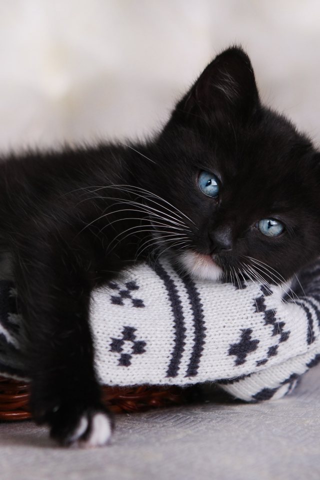 Маленький черный котенок лежит в корзинке 