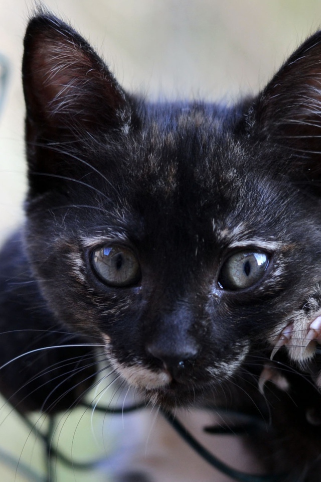 Маленький черный котенок лежит на сетке 