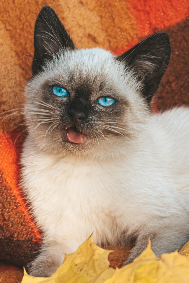 Маленький голубоглазый сиамский котенок лежит на одеяле