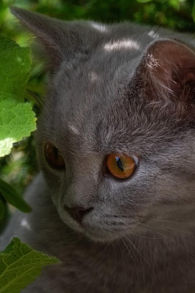 Маленький британский котенок в зеленых листьях